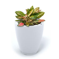 Mayne Caprio 18 Inch Tall Planter - White